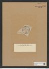 Aulacodiscus petersii var. circunnata (A. Schm.) Rattr. (de-Toni-Nr.: Genus 182, Species 4544) Zeichnungen Sammlung Grunow Nr. 8148 (NHMW-BOT-W0377508)